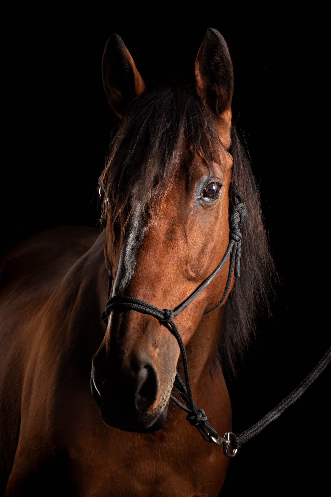 franck-pasquier 50f34cc34003